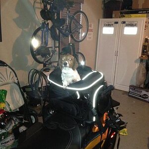 Phoebe trying out crate!