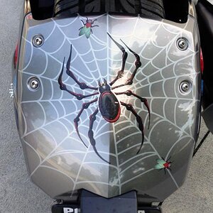 Web  Spider Fly 1 RS