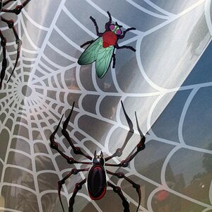 Close up view web, Bellerdine spider and fly. I wanted you to see the detail in these elements.