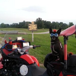 Teddy ryde'n redneck style with a stripped sled at the airport viewing area & marker showing the area was the center of population back in 1880
