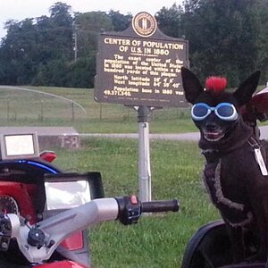 Teddy ryde'n redneck style with a stripped sled at the airport viewing area & marker showing the area was the center of population back in 1880
