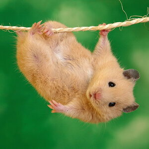 hamster[1]