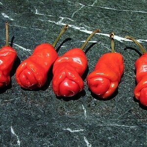 Penis Peppers