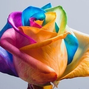 Peter Van de Werken Rose