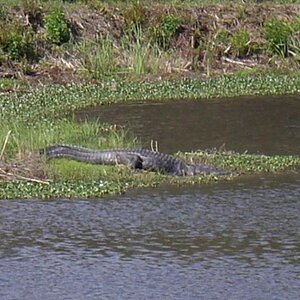 gator