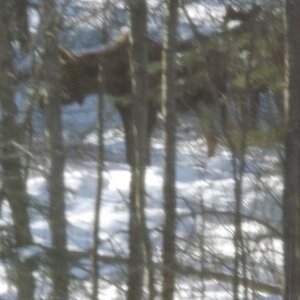 Moose in my woods winter 2013