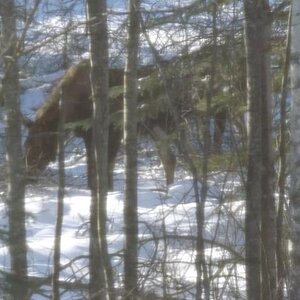 Moose in my woods, winter 2013