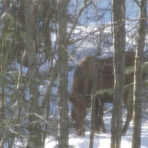 Moose in my woods, winter 2013