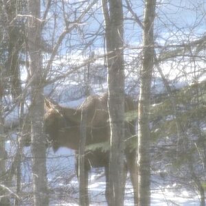 Moose in my woods, winter 2013