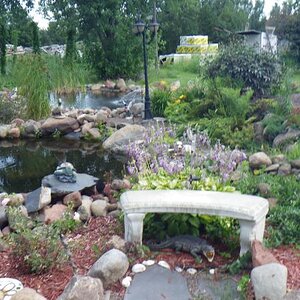 Beautiful water garden at our host home - Caswells - thanks for the meal after the parade!
