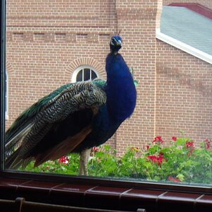 Schell Brewery tour.  Live peacock on second story window flower box.