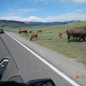 WY Yellowstone Buffalo Grazing 2013 Jun