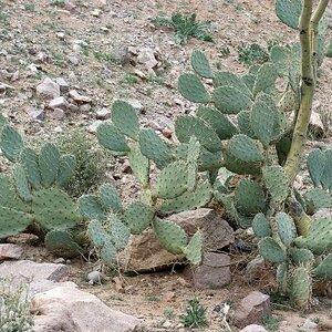 Arizona Feb 2014 066A