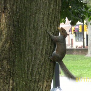 Squirrel with peanut in mouth.  Phili, PA