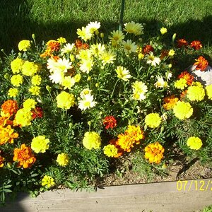 Flowers for the senses.