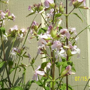 Flowers near the pier in Plymouth, MA.