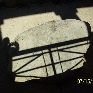 Plymouth rock; hard to get a good shot, it looks just like a big rock.
