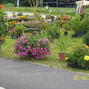 Flowers on the way to Exeter, NH.