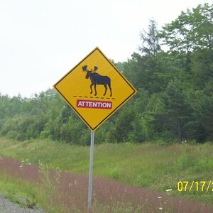 Moose alert! Didn't see any thankfully.