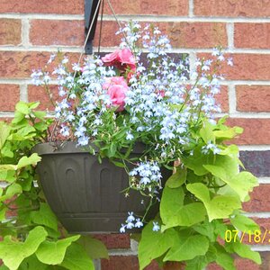 Tame flowers at the hotel.