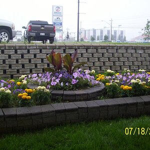 Tame flowers at the hotel.