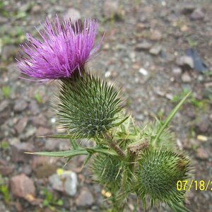 Thistle by the roadside.