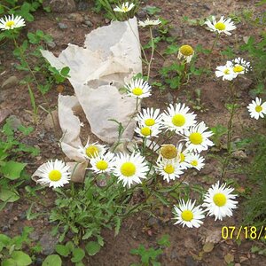 Daisies by the roadside.