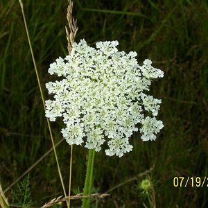 Yarrow?