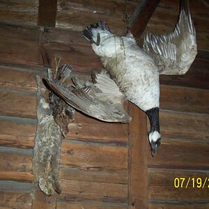 Nope, these fowl were not authentic-probably foul by now!