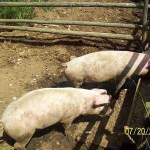 The pigs; warned that they bite.