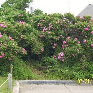 Wild roses.