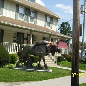 Field dressed moose in Bennington, VT