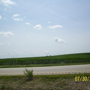A corn field in case you've never viewed one.