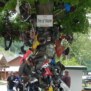 TreeofShame