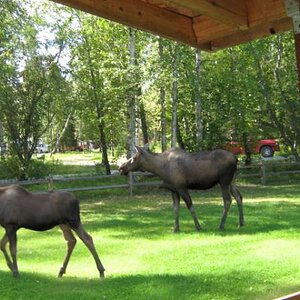 Moose visit 8/2015
