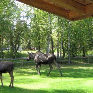 Moose visit 8/2015