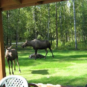Moose visit 8/2015