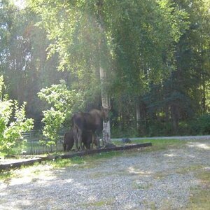 The feast at the apple trees