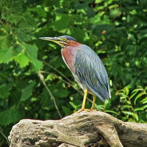 Green Heron