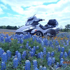 P4140003Texas Bluebonnets