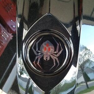 close up front trunk spider