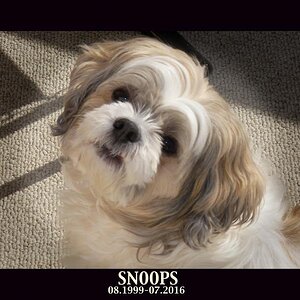 SNOOPS