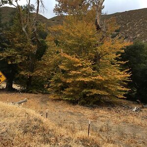 Climbing to Julian from the desert floor