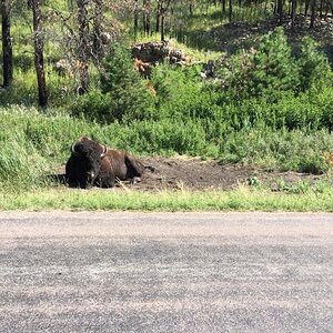 D70F52ED 425F 4D73 9731 7277D8BB598F