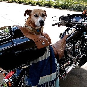 20220424_145722.jpgmy dog