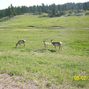 Deer or antelope? Saw both.