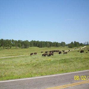 Where the deer and the buffalo roam.