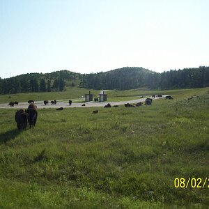 Still roaming buffalo.