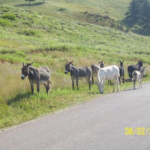 Mules, burros or whatever.