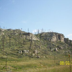 Burned but getting growth.